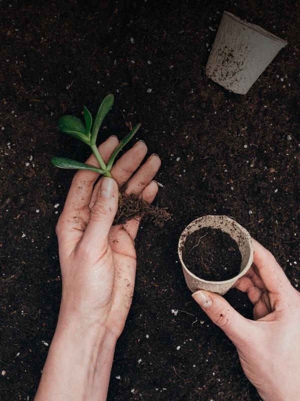 DĀRZKOPĪBAS PAMATI 160 h