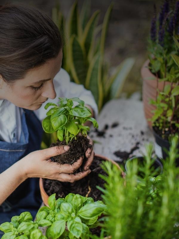 GARŠAUGU UN MIKROZAĻUMU AUDZĒŠANA UN KOPŠANA