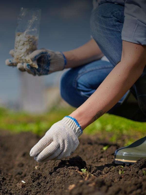 PUĶU, DĀRZEŅU UN GARŠAUGU SĒŠANAS DARBI PAVASARĪ